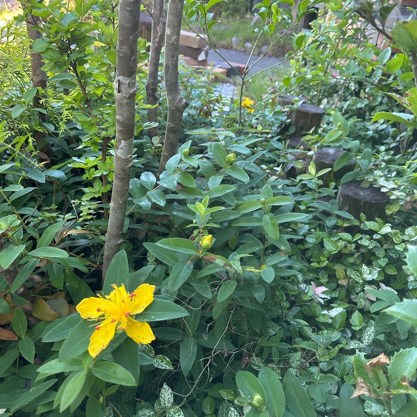 今日は気持ちい朝🖐️