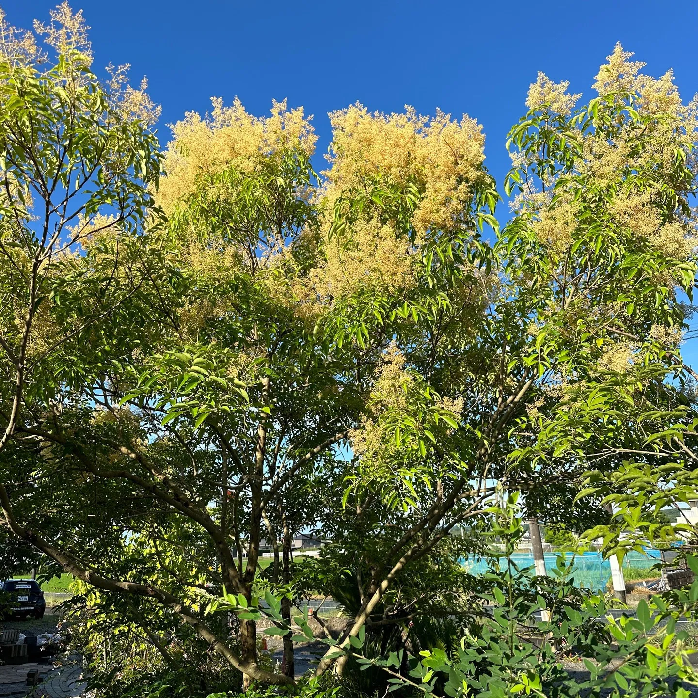 事務所のシマトネリコに花が😊植栽樹木👍