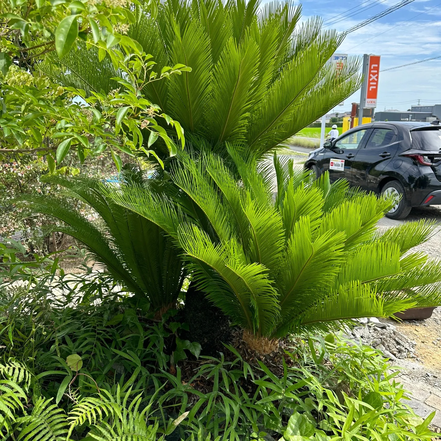 事務所のソテツの３の秘密😊植栽👍