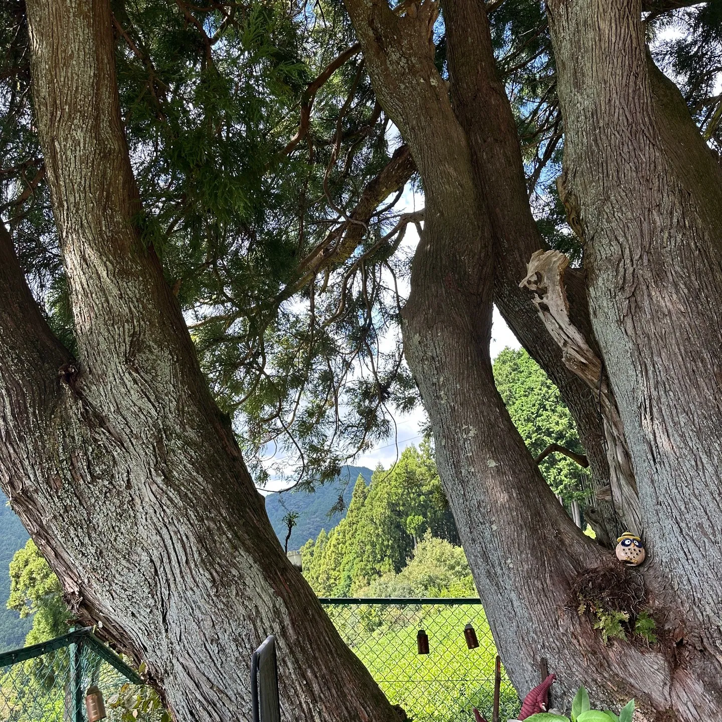 浜松で有名な和菓子を🖐️お客様と一緒に食べる🥰