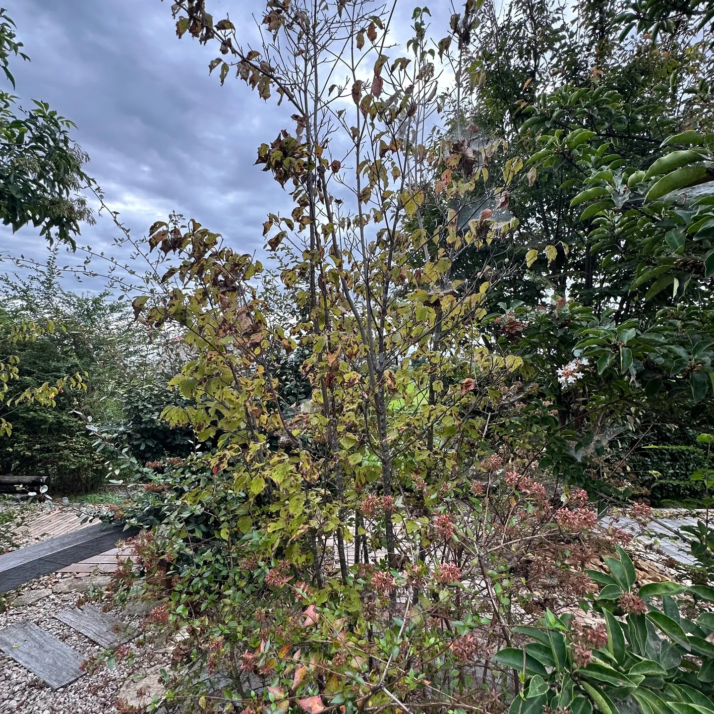 エクステリア展示場の樹木も👍