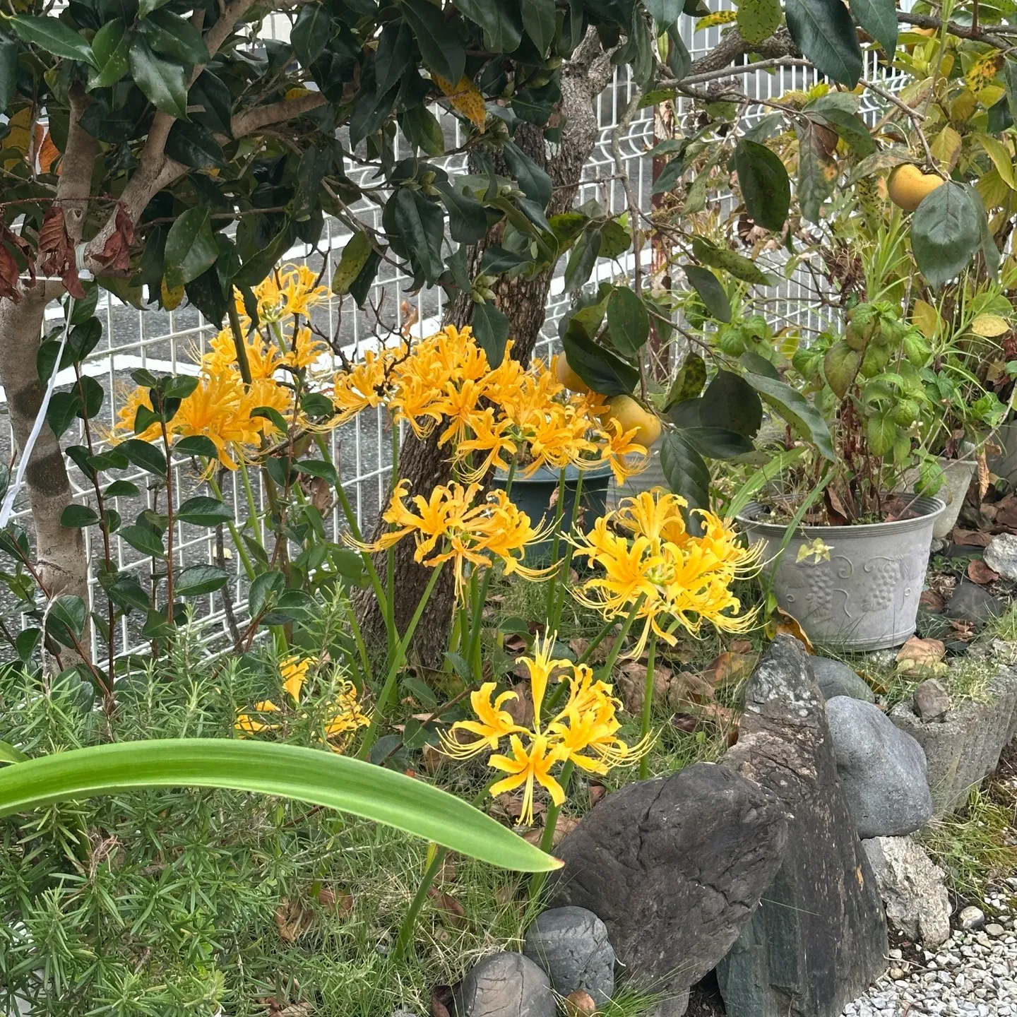 エクステリアYouTuberのマツジン社長が見つけた新種の彼岸花⁉️