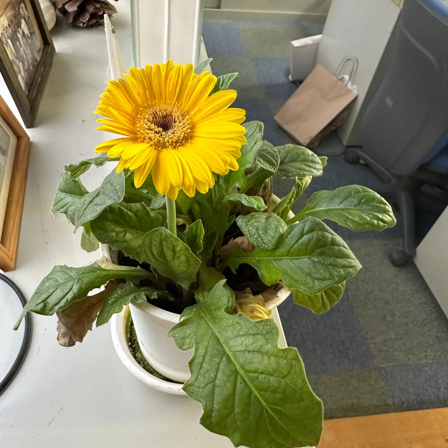 浜松事務所の幸せの黄色い花🥰