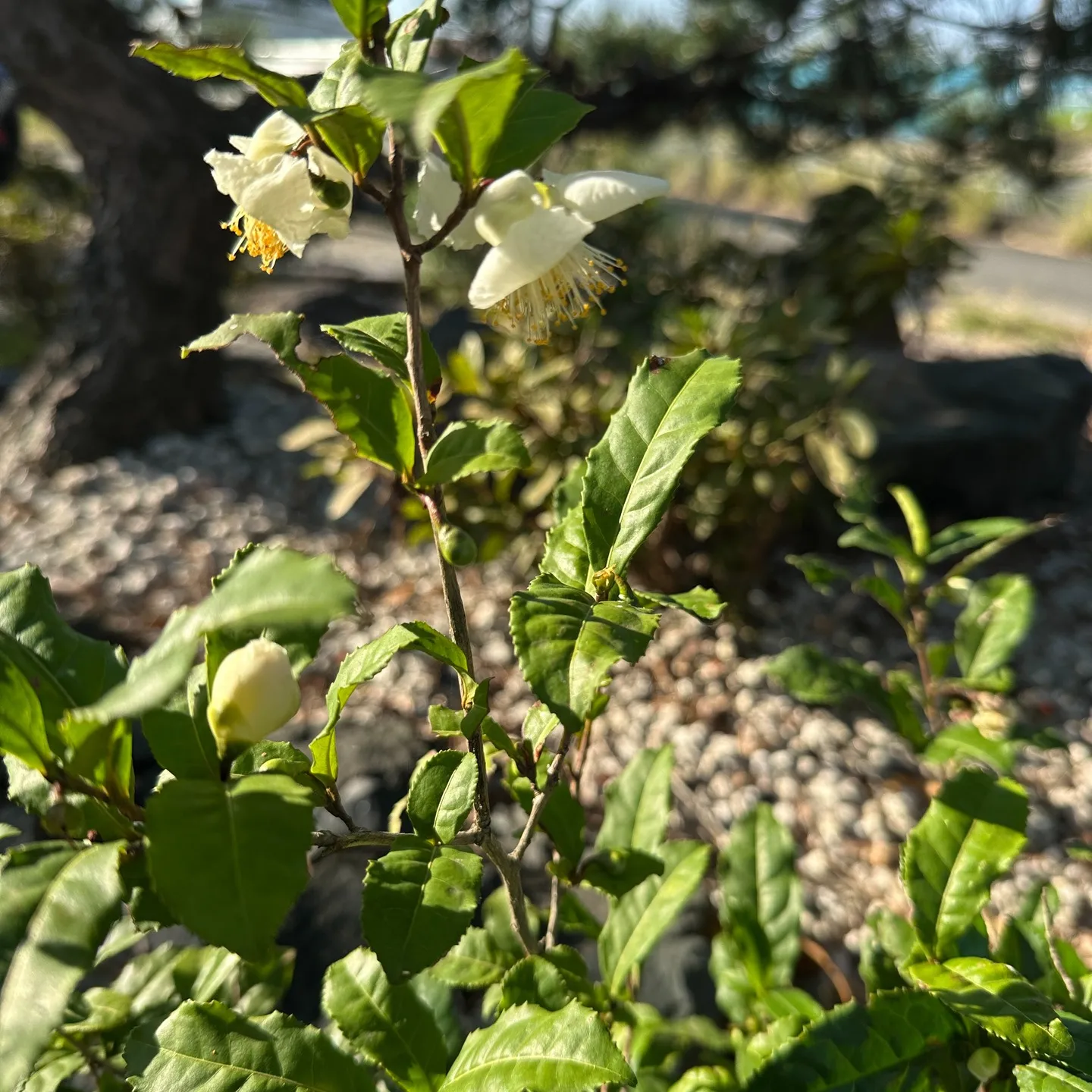 お茶の花🥰浜松事務所のお茶の木に✌️