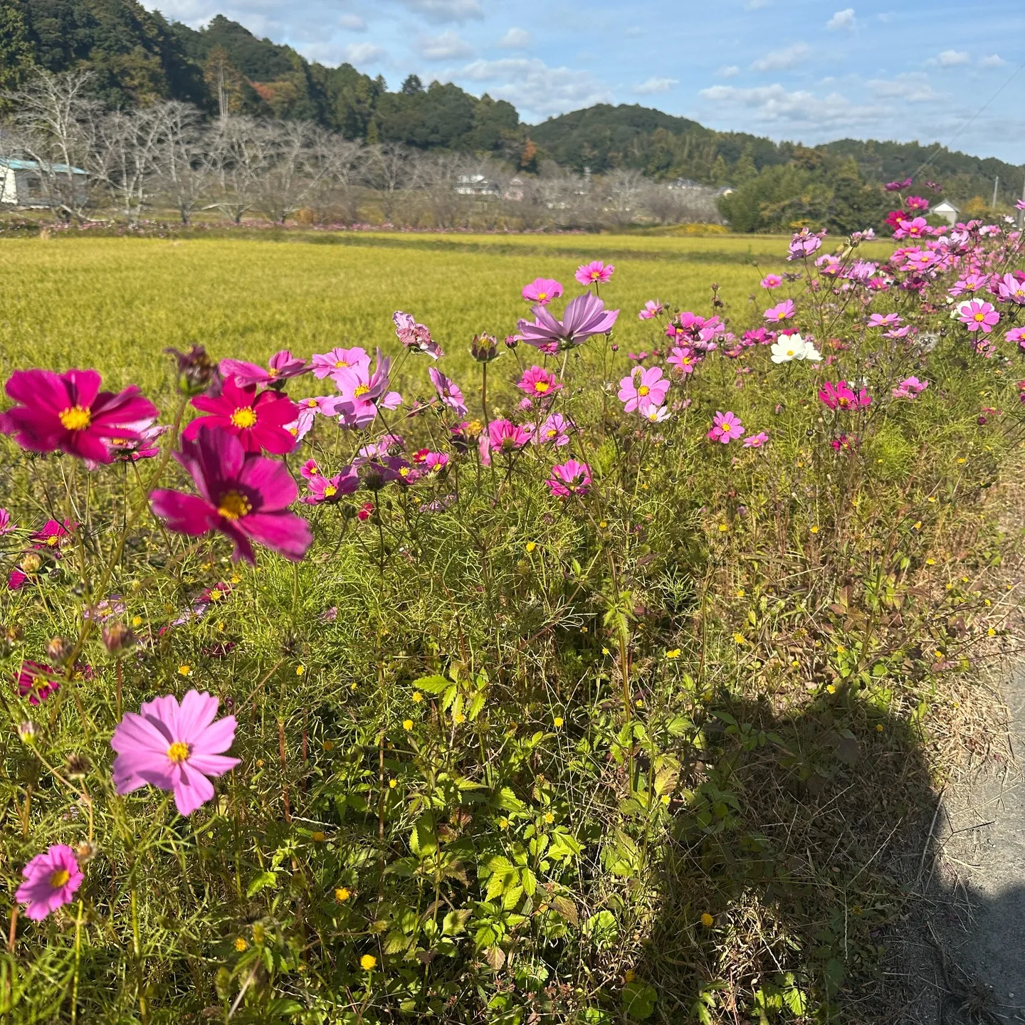 浜松事務所に向かう通勤途中の🤲
