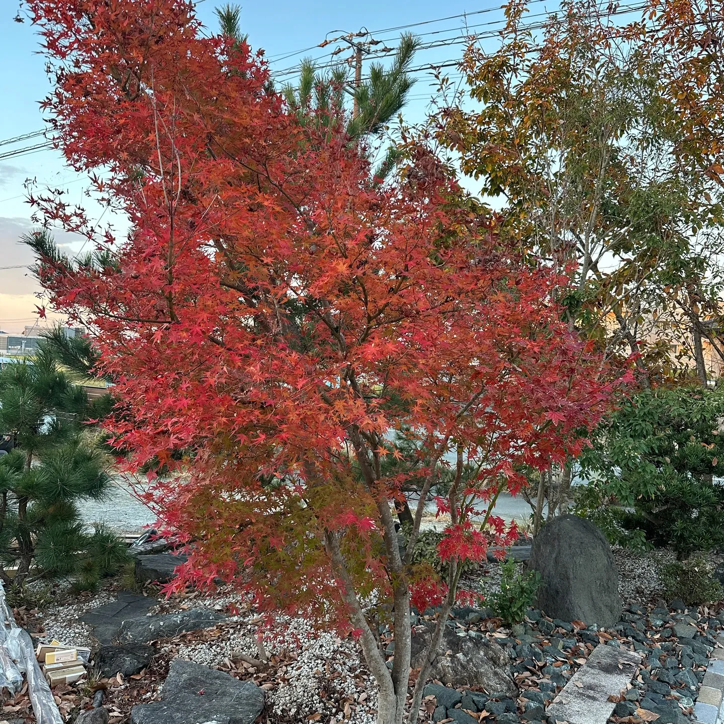エクステリア展示場のモミジが紅葉中👍😊