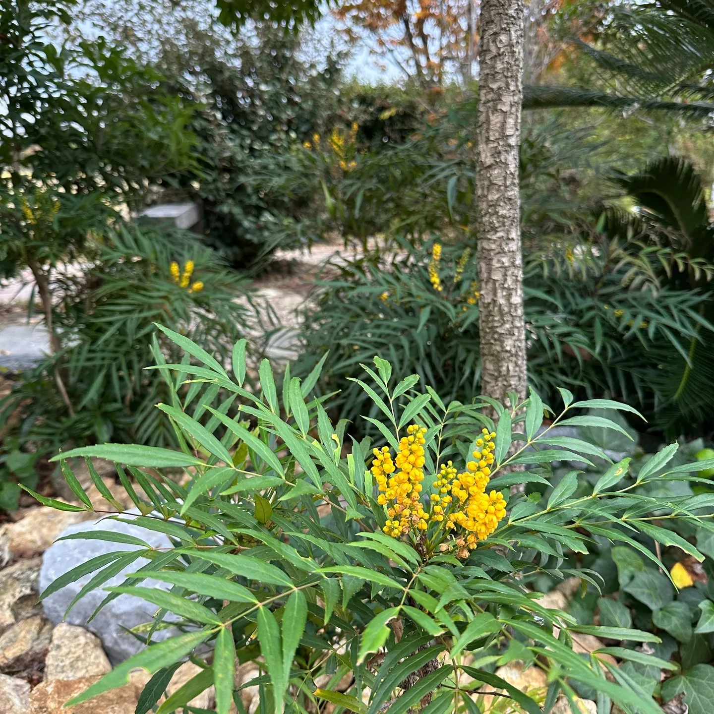 浜松事務所の植栽スペースのマホニアコンフューサの花が🥰