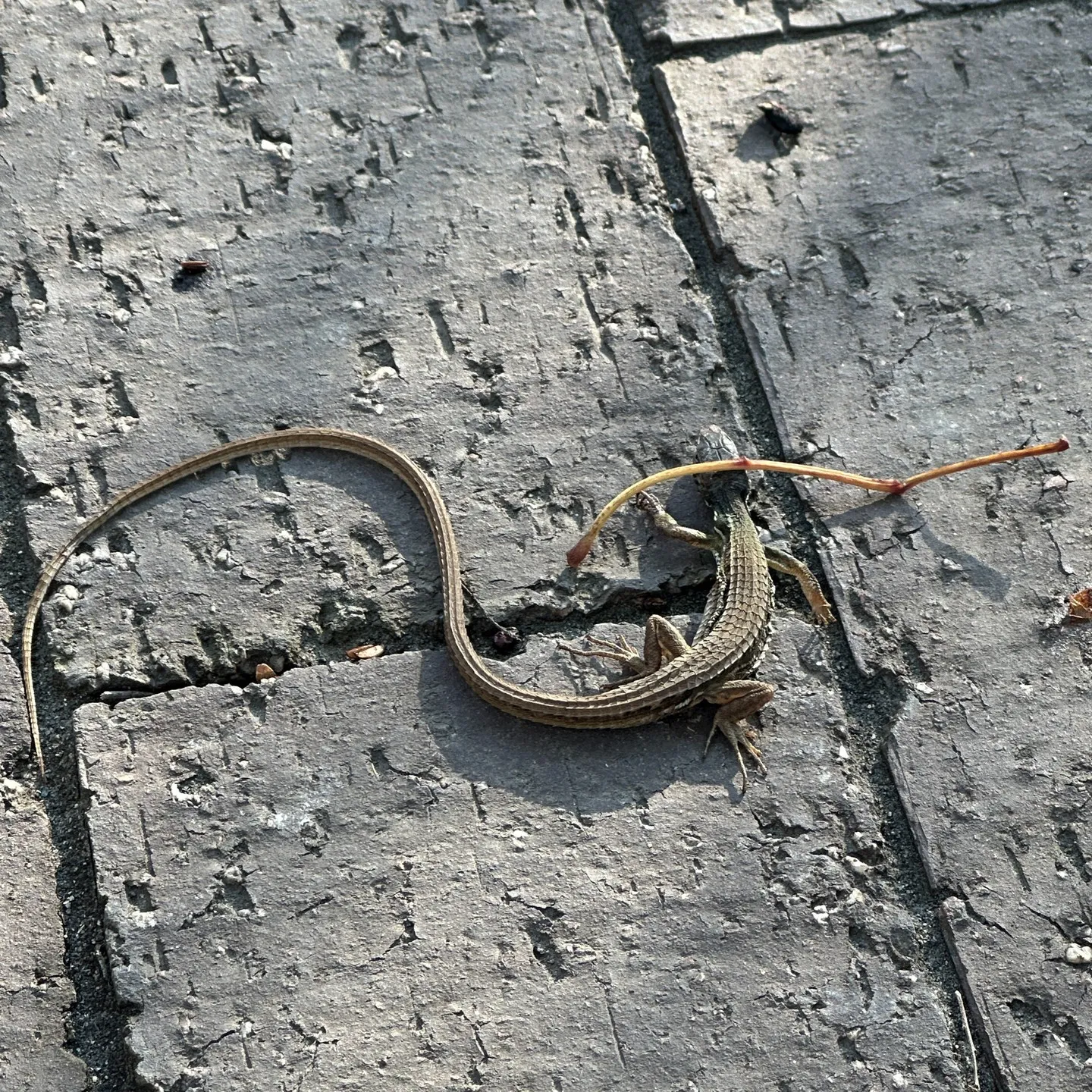 本日も早朝から絶好調のマツジン社長でございます✌️😊