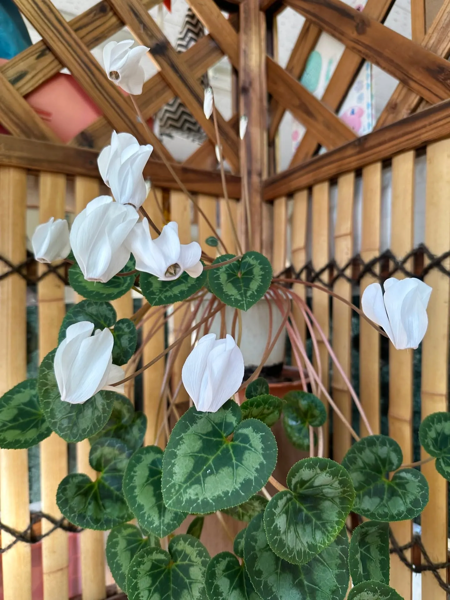 事務所のシクラメンが✌️🥰