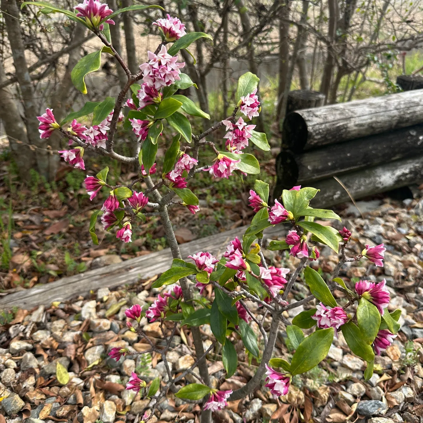 事務所の隅に咲く花🖐️😊
