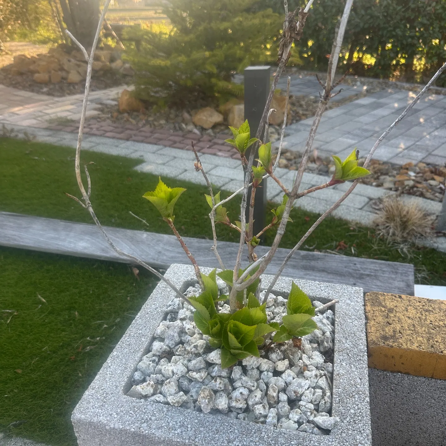 今日の痛風発作はロキソニンを飲まなくても痛みがなくなって早朝...