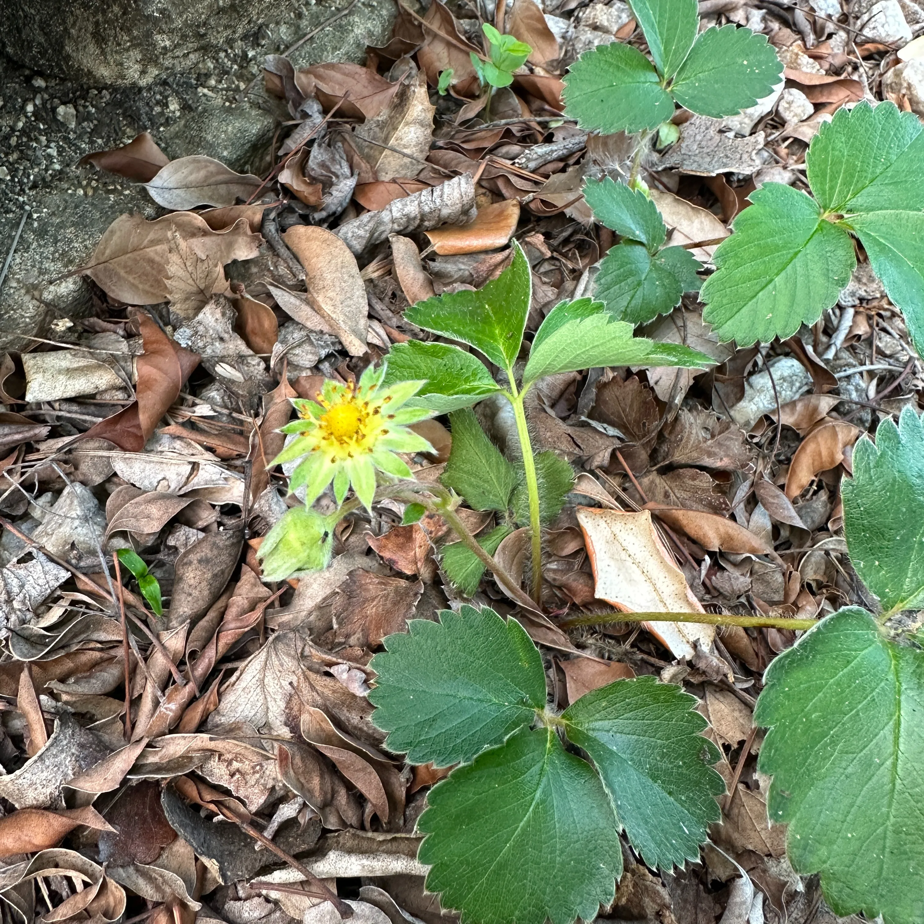 落葉の中に苺🖐️でもって花が咲いていたのか⁉️