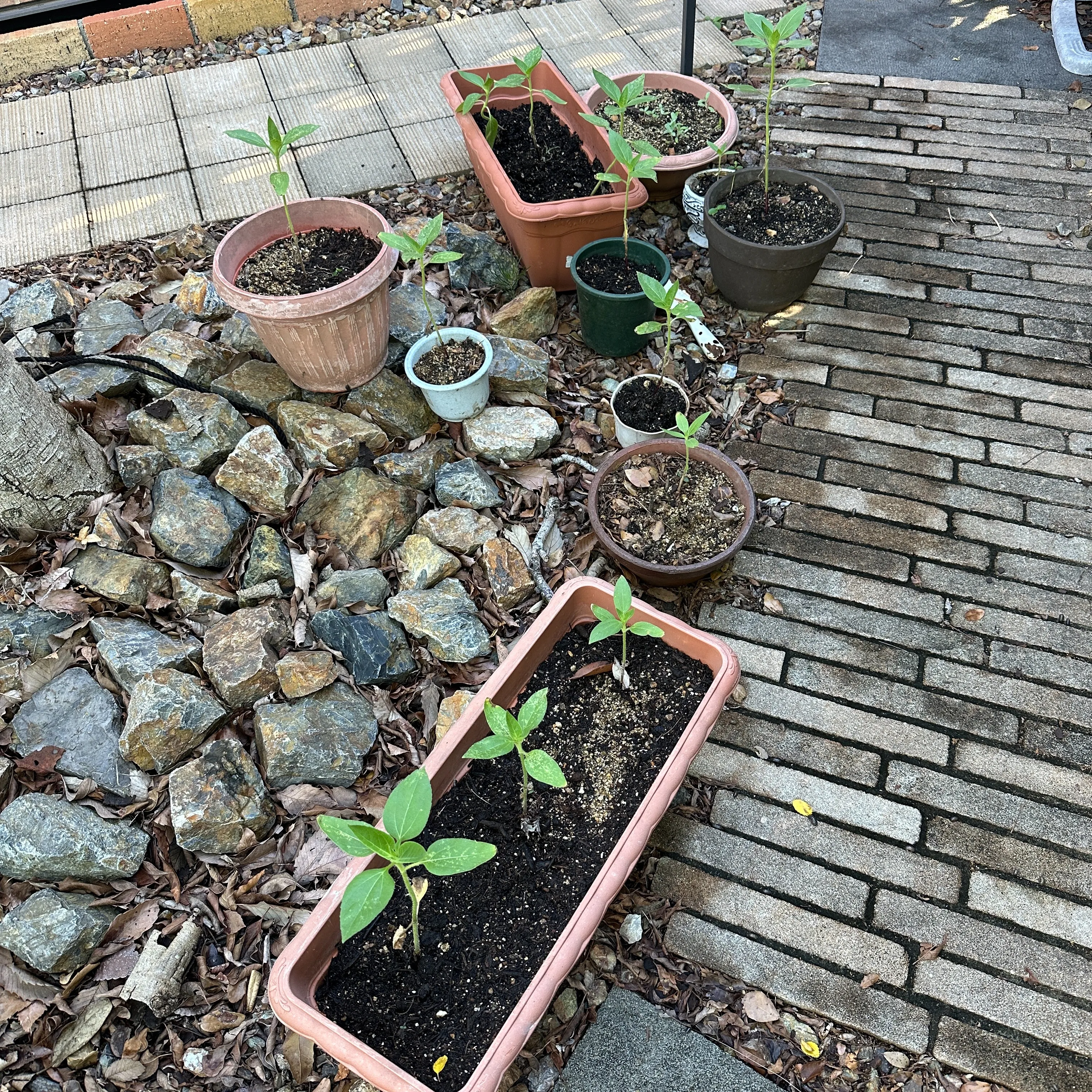 建材屋さんから頂いて鉢植えにしていたんだが🖐️1つの鉢では狭...