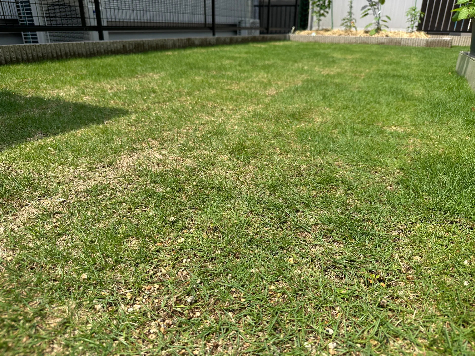 天然芝施工例