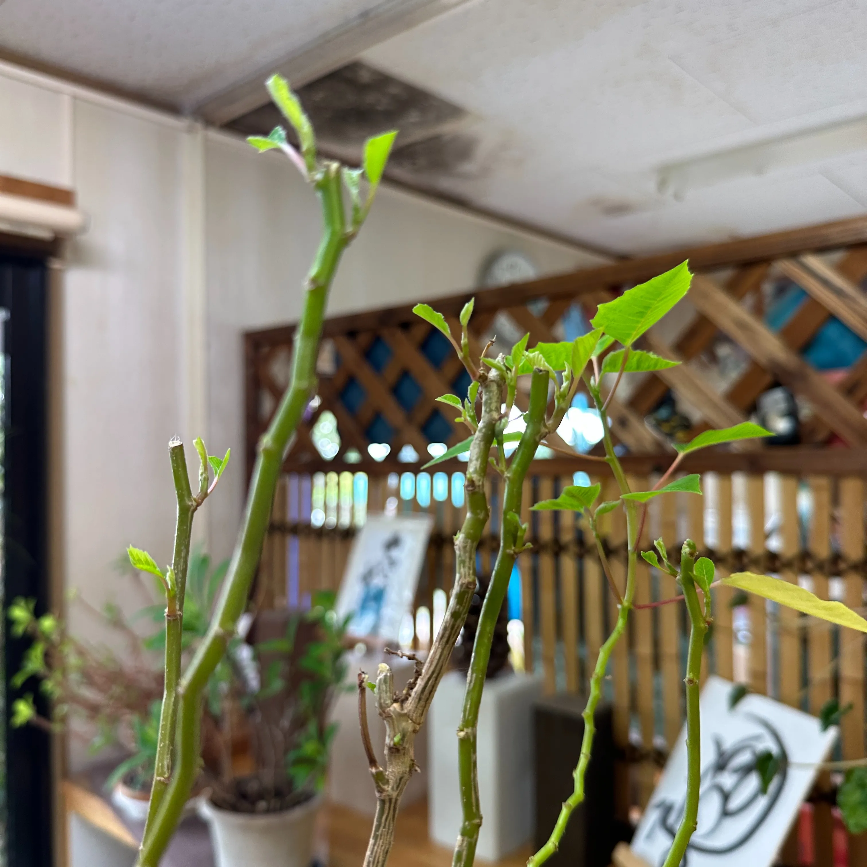 事務所のポプラ⁉️名前は忘れちゃいましが🤭